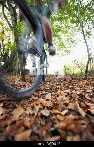 Hund jagen Menschen auf dem Mountainbike durch den Wald Stockfoto