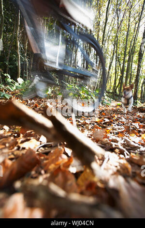 Bewegung der Hund jagen Menschen auf dem Mountainbike durch den Wald verschwommen Stockfoto