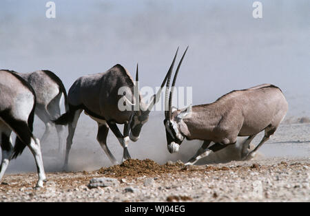 Namibia, Etosha Pan, Gemsbok kämpfen Stockfoto