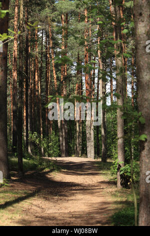 Weg unter den Bäumen in einem Wald im Sommer an einem sonnigen Tag Stockfoto