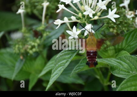 Eine Nahaufnahme Natur Foto von einem Kolibri Clearwing Motte Fütterung auf eine Blume. Diese Hemaris diffinis ist die Fütterung. Auch als Biene Hawk-moth bekannt. Stockfoto