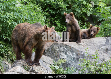 USA, Alaska, drei Braunbären auf Felsen Stockfoto