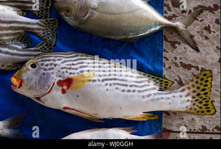 Süßlippen, Fish, Markt, Paotere, Makassar, Sulawesi, Indonesien. Stockfoto