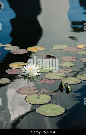 Weiße Seerose schwimmt in einem kleinen künstlichen Teich, selektive konzentrieren. Stockfoto