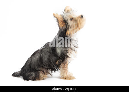 Yorkshire Terrier Welpen auf weißem Hintergrund Stockfoto