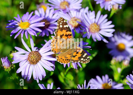 Painted Lady Butterfly, Vanessa cardui, Fütterung auf New York Astern, Symphyotrichum novi-belgii an einem Tag im Herbst in Finnland. Flache Freiheitsgrad. Stockfoto