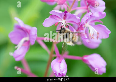 Nahaufnahme von Bumble Bee in Whittier Alaska auf Fireweed Stockfoto