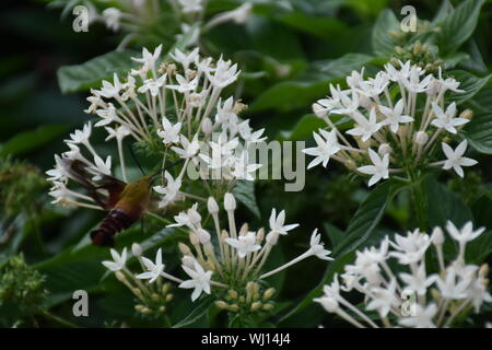 Eine Nahaufnahme Natur Foto von einem Kolibri Clearwing Motte Fütterung auf eine Blume. Diese Hemaris diffinis ist die Fütterung. Auch als Biene Hawk-moth bekannt. Stockfoto