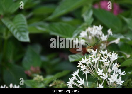 Eine Nahaufnahme Natur Foto von einem Kolibri Clearwing Motte Fütterung auf eine Blume. Diese Hemaris diffinis ist die Fütterung. Auch als Biene Hawk-moth bekannt. Stockfoto