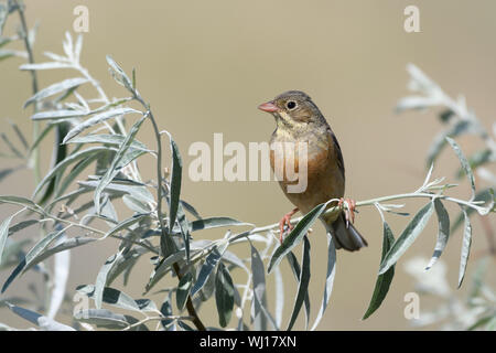 Einen schönen Haferflocken Vogel sitzt auf einem Ast mit silber-grünen Blätter auf einem verschwommenen Hintergrund gelb. Close-up. Stockfoto