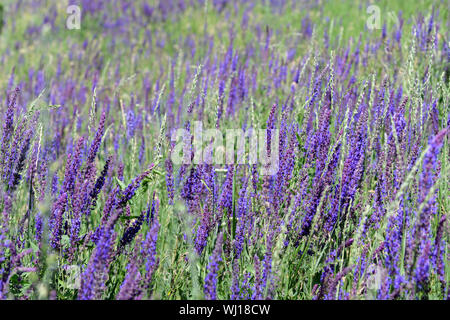 Umweltfreundliche Wiese mit wunderschönen violetten Blüten in einer abgeschiedenen Ecke der wild. Konzept. Hintergrund. Stockfoto