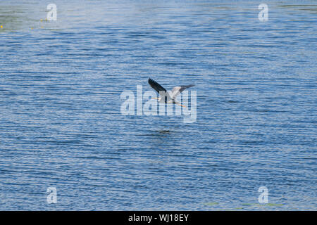 Ein Graureiher fliegt tief über der blauen Oberfläche des Wassers mit kleinen Wellen. Stockfoto