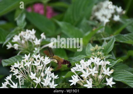 Eine Nahaufnahme Natur Foto von einem Kolibri Clearwing Motte Fütterung auf eine Blume. Diese Hemaris diffinis ist die Fütterung. Auch als Biene Hawk-moth bekannt. Stockfoto