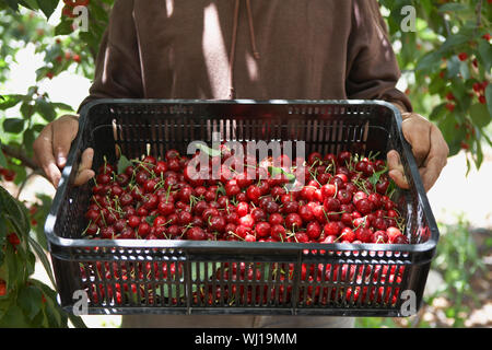 Mittelteil der Mann, der Korb voll der frisch geernteten Kirschen Stockfoto