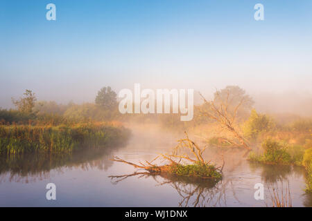 Alte chemische Eichen Verlegung in Wasser. Herbst Nebel ländlichen Sonnenaufgang. Sonniger Morgen auf dem Fluss Neman, Belarus. Stockfoto