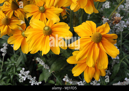 Hell gelblich orange Blüten im Sommer in einem offenen Garten in Zürich, Schweiz. Schönen großen, leuchtend gelben Blüten. Stockfoto