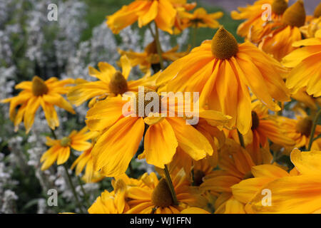 Hell gelblich orange Blüten im Sommer in einem offenen Garten in Zürich, Schweiz. Schönen großen, leuchtend gelben Blüten. Stockfoto