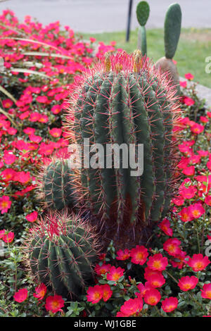 Drei Kakteen Pflanzen mit viel hellen rosa/rot Blumen und ihre grünen Blätter. In einem Park in Zürich, Schweiz, fotografiert. Schöne Farbe Stockfoto