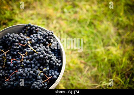 Erntefrisch rote Trauben in einem Koffer auf einem Weingut (getönten Farbbild) Stockfoto