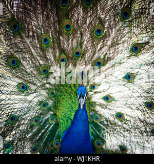 Prächtige Pfau mit Federn heraus (Pavo Cristatus) (shallow DOF; Farbe getönt) Stockfoto