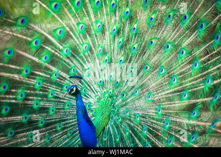 Prächtige Pfau mit Federn heraus (Pavo Cristatus) (shallow DOF; Farbe getönt) Stockfoto