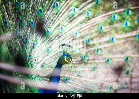 Prächtige Pfau mit Federn heraus (Pavo Cristatus) (shallow DOF; Farbe getönt) Stockfoto