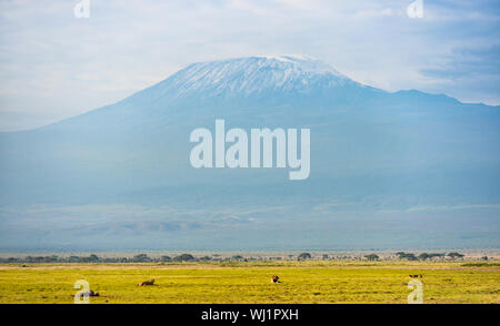 Nairobi. 3. Sep 2019. Foto am 2. Mai 2019 zeigt die Landschaft des Kilimanjaro im Amboseli Nationalpark in Kenia. An Sept. 3, 2019, die Peking Internationale Gartenbauausstellung hält' Kenia Tag' Event in Peking, der Hauptstadt von China. Credit: Li Yan/Xinhua/Alamy leben Nachrichten Stockfoto