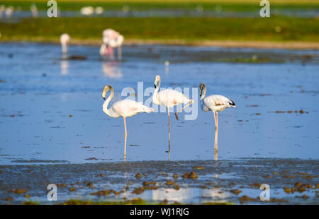 Nairobi, Kenia. Mai, 2019. Flamingos sind im Amboseli Nationalpark, Kenia, 1. Mai 2019 gesehen. An Sept. 3, 2019, die Peking Internationale Gartenbauausstellung hält' Kenia Tag' Event in Peking, der Hauptstadt von China. Credit: Li Yan/Xinhua/Alamy leben Nachrichten Stockfoto