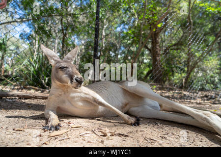 Currumbin Wildlife Sanctuary im Gold Coast, Queensland, Australien Stockfoto