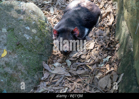 Currumbin Wildlife Sanctuary im Gold Coast, Queensland, Australien Stockfoto