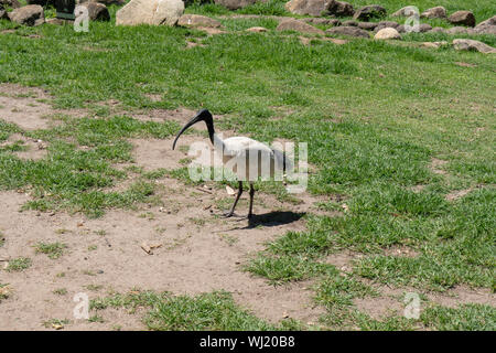 Currumbin Wildlife Sanctuary im Gold Coast, Queensland, Australien Stockfoto