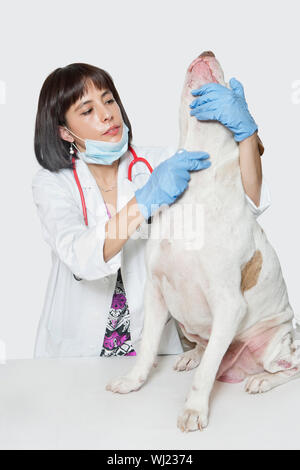 Weibliche Tierarzt untersuchen Hund vor grauem Hintergrund Stockfoto
