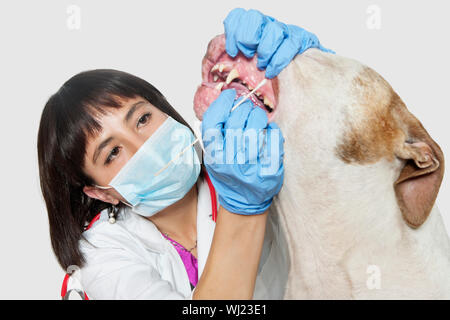 Weibliche Tierarzt Zahnreinigung Ihres Hundes auf grauem Hintergrund Stockfoto