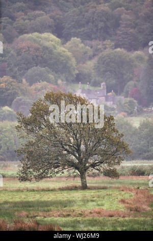 Ein einsamer Baum vor dem Hintergrund eines bewaldeten Hügel mit einem Bauernhaus aus Stein in der Ferne. Snowdonia im Norden von Wales Stockfoto