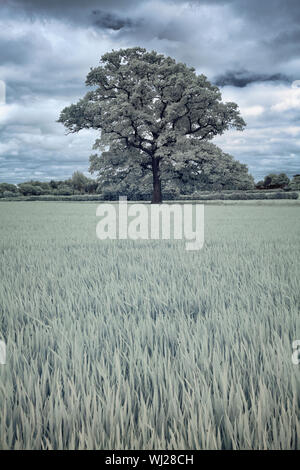 Große Eiche Baum in einem Weizenfeld in der falschen Farbe Infrarot Stockfoto