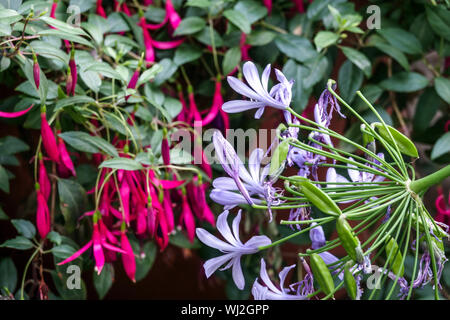 Lily vom Nil, Agapanthus 'Maleny Blue', Afrikanische Blaue Lily, Rote Fuchsia Agapanthus blühen im Garten Stockfoto