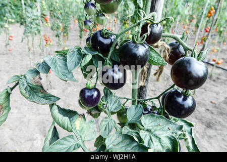Solanum lycopersicum Schwarze Tomate 'Indigo Rose' Tomaten in der wachsen Gartentomatenpflanze Stockfoto