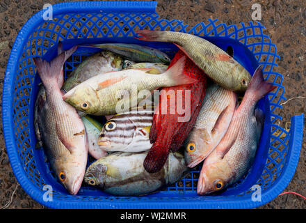 Korb der sortierten Fische, Fische, Markt, Paotere, Makassar, Sulawesi, Indonesien Stockfoto