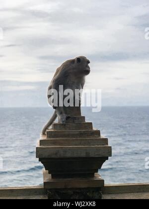 Vertikale selektive Fokusaufnahme eines grauen Affen auf einem Steinoberfläche Stockfoto