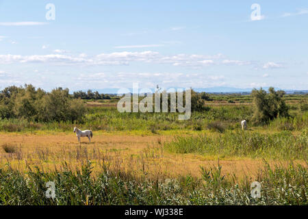 Camargue Pferde (Camarguais) frei in die ausgedehnten Mooren, Reittourismus Destination in Europa, Frankreich Stockfoto