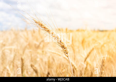 Hintergrund der Reife Ähren gelbe Weizenfeld auf dem sunset orange Wolkenhimmel Hintergrund. Textfreiraum der Einstellung Sonnenstrahlen am Horizont in ländlichen mea Stockfoto