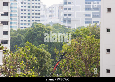 Professioneller Baumschnitt: Der Arbeiter wird hoch oben auf dem Auslegerheber angehoben, um die langen und großen Äste abzuschneiden. Singapur. Stockfoto