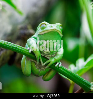 Green Monkey Frosch im Wald Stockfoto