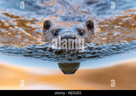 Nahbegegnung der Otter Art - Eurasischer Otter direkt in der Morning Dawn zur Kamera schwimmen Stockfoto