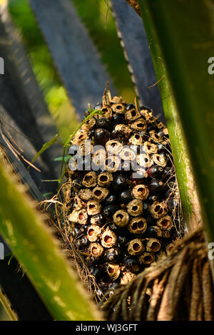 Getrocknet Öl palm Blumen und Früchte für Vögel und Insekten Stockfoto