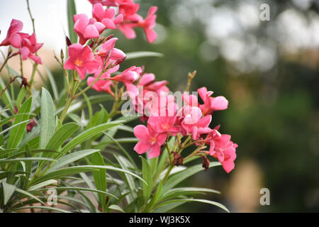 Nahaufnahme von Nerium oleander ist eine der giftigsten Pflanzen auf den Menschen bekannt. Selektiver Fokus Stockfoto