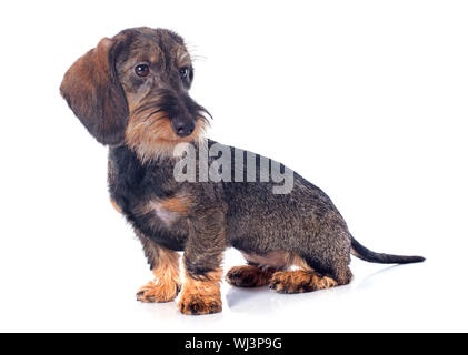 Welpe Wire haired Dackel vor weißem Hintergrund Stockfoto