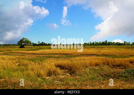 Weite Reisfelder in blauer Himmel mit Wolken. Stockfoto