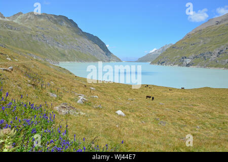 Grande Dixence im Süden der Schweiz mit der Dix-See, die von über 100 km von Wasser Tunnel gefüttert, die Bereitstellung von sauberer Energie in der Schweiz. Herens Kühe ein Stockfoto