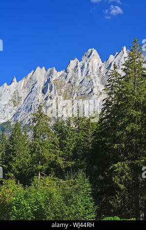 Blick auf das Engelhorn Bergen oberhalb von Grindelwald im Berner Oberland, Schweiz von Pinien im Vordergrund gerahmt Stockfoto